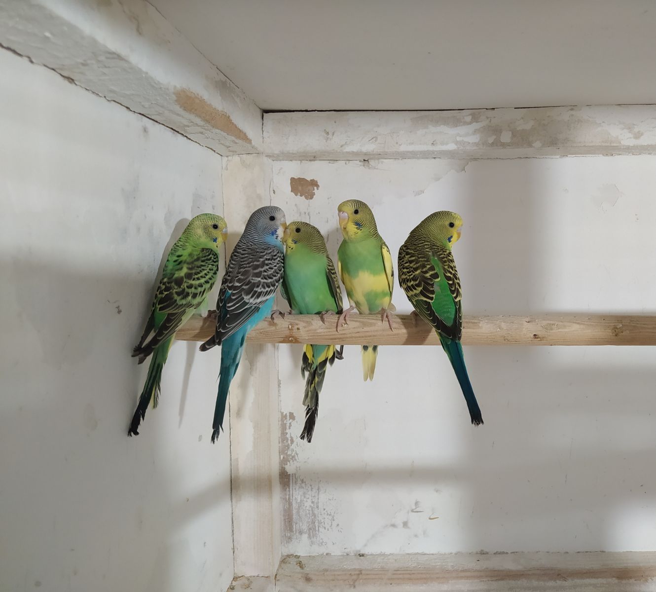 Хвилясті папуги/ Волнистые попугаи