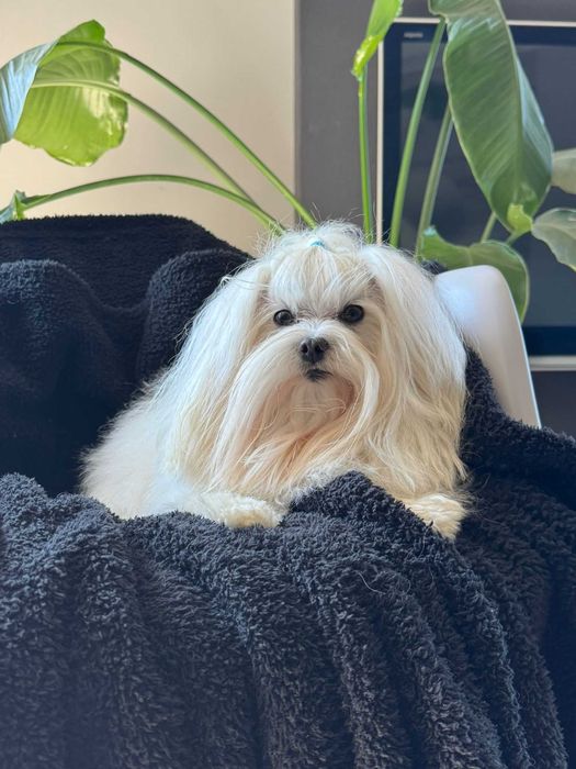 Reproduktor Maltańczyk ZKwP FCI