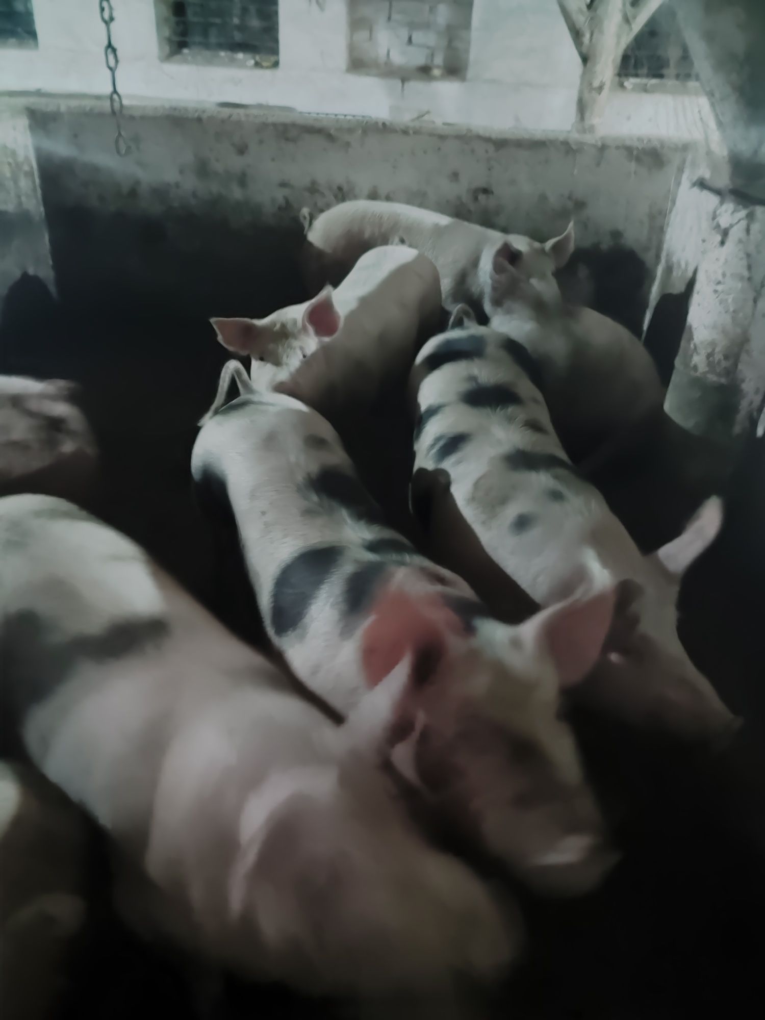 Продам свині жива або бита