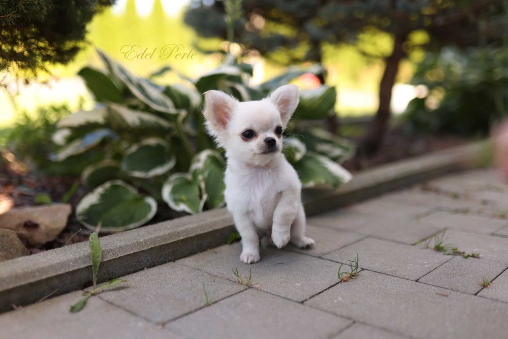 Chihuahua długowłosy śliczny piesek ZKwP FCI