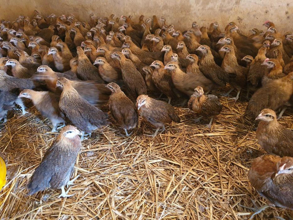 Kurki kokoszki nioski Zielononóżki  dostawa Gratis