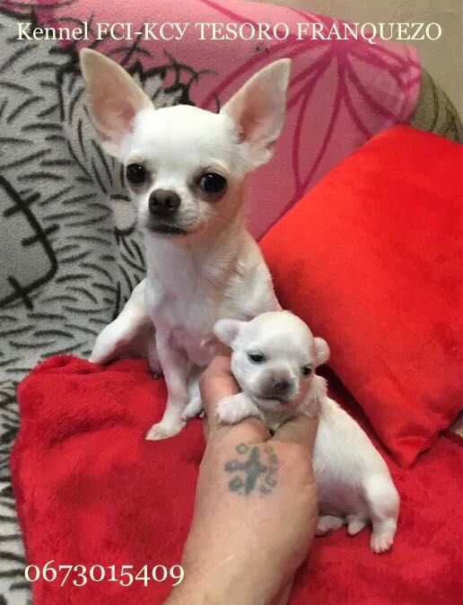 ЧИХУАХУА - високопородні, чарівні, ексклюзивні MINI-цуценята!