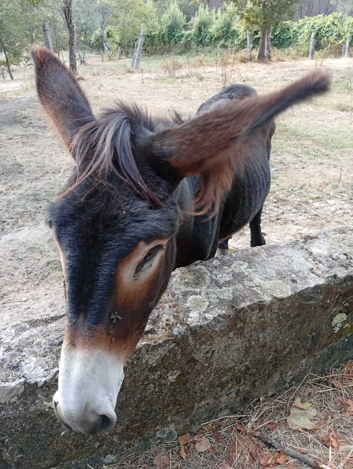 Burro Mirandês com livro azul