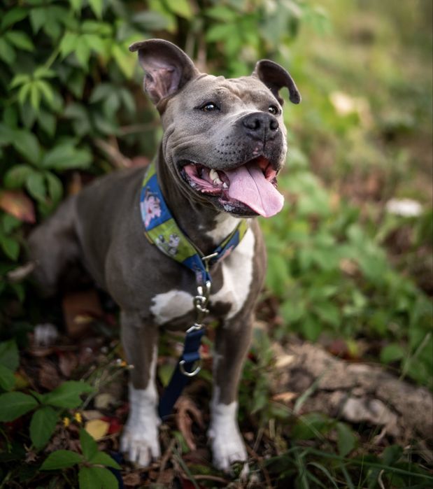 Sunia amstaff Lara do dobrego domu