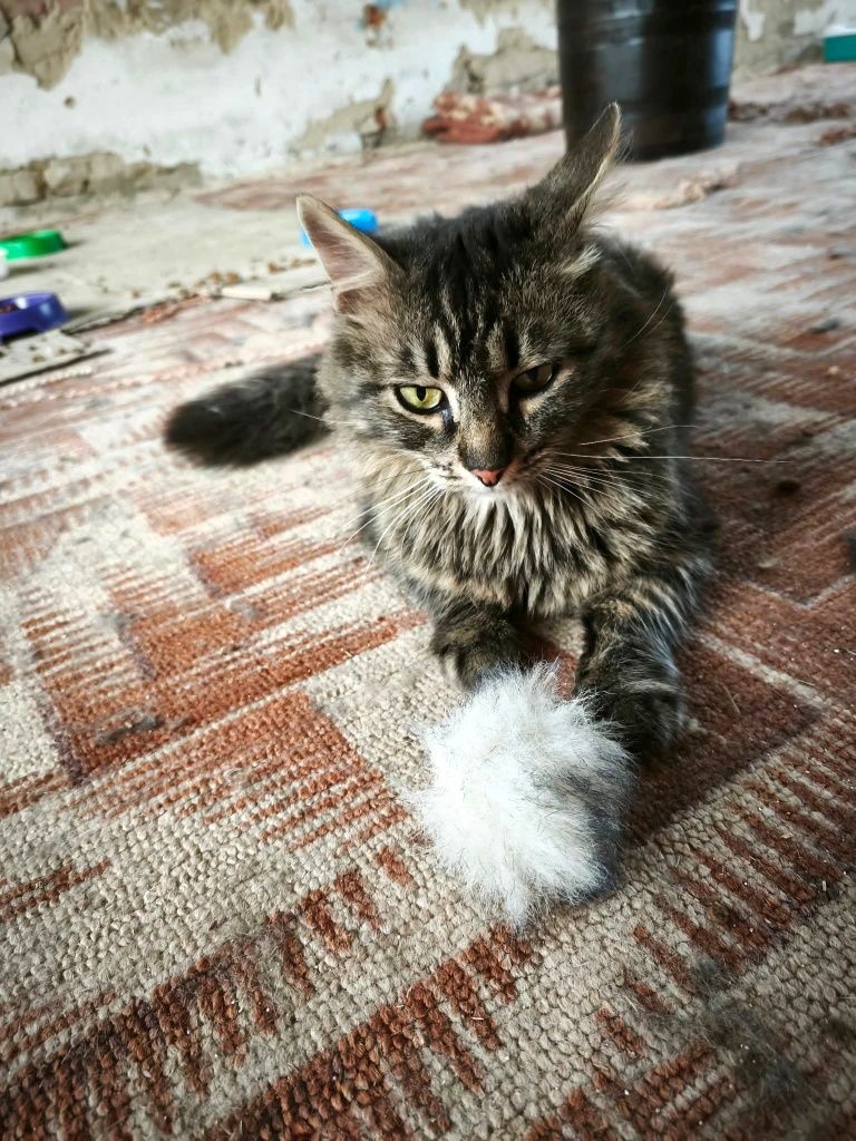 Молодий пухнастий котик