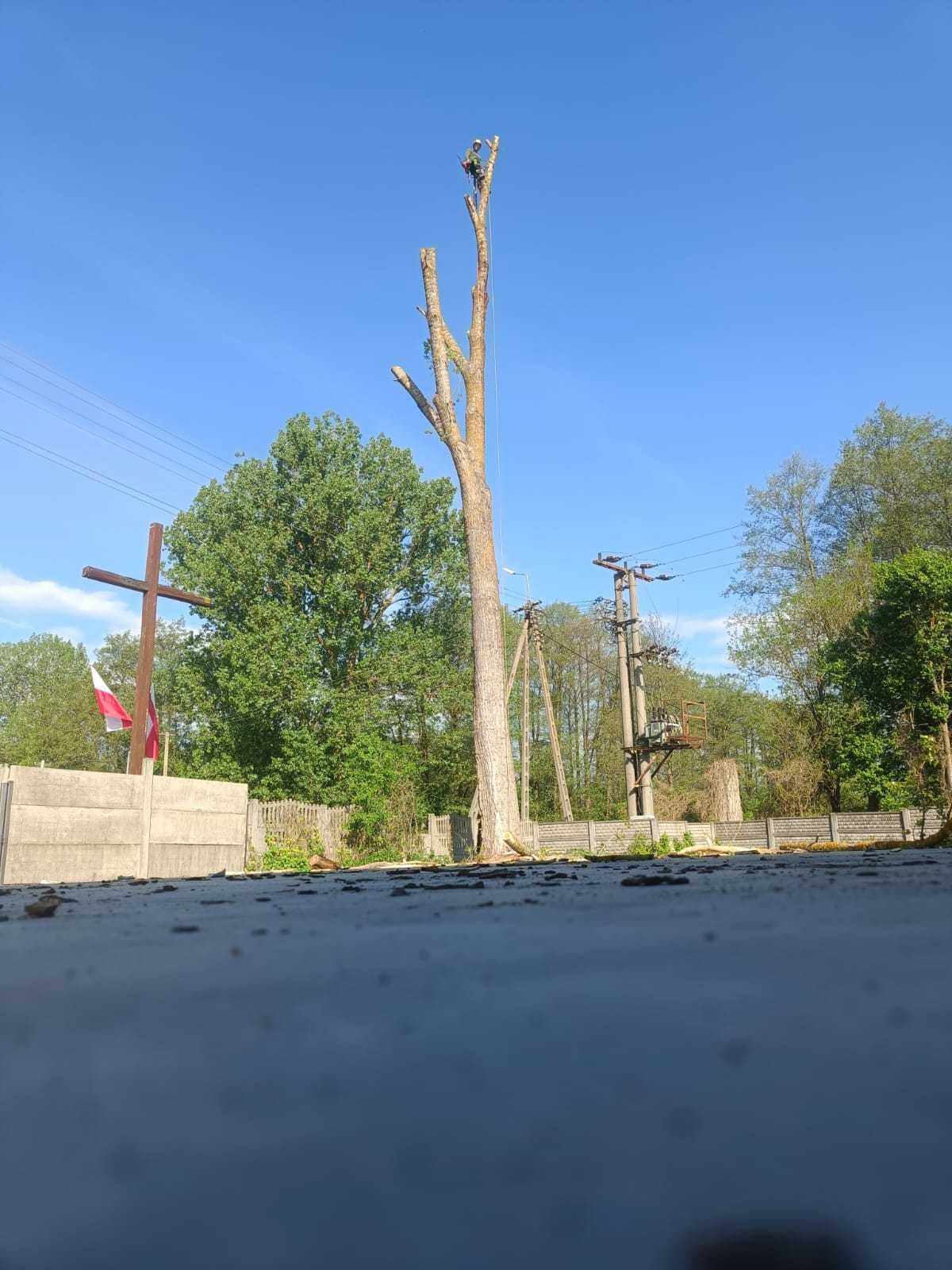 Wycinka drzew trudnych metodą alpinistyczną prace wysokościowe