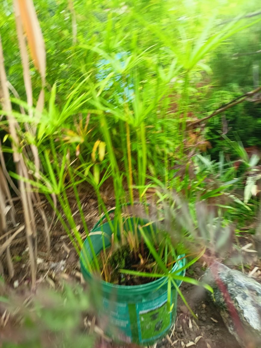 Banan papirus opuncja maureli dasyliiron oliwka dasyliiron bambus