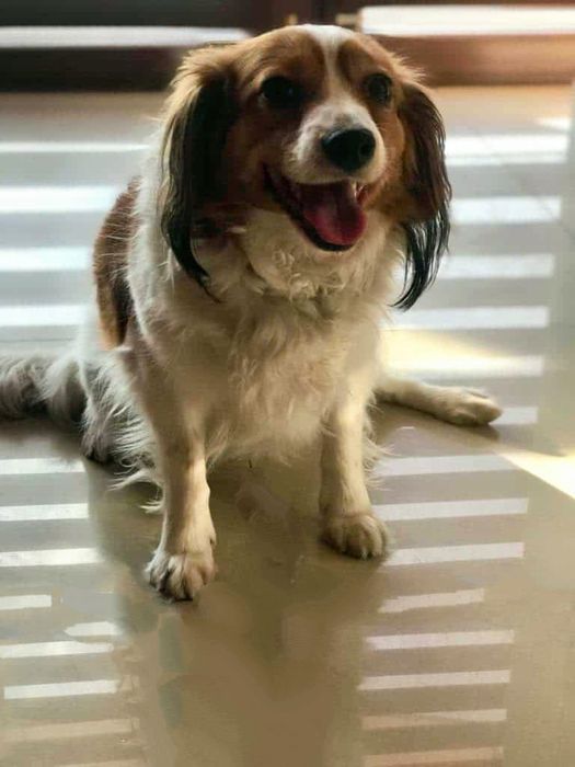 Płochacz Holenderski suczka