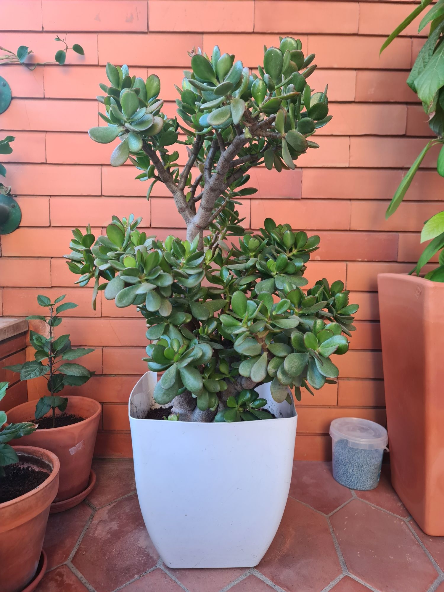 Planta jade com 6 anos