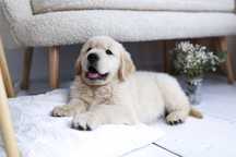 Golden retriever  juz do odbioru ! w typie Amerykański