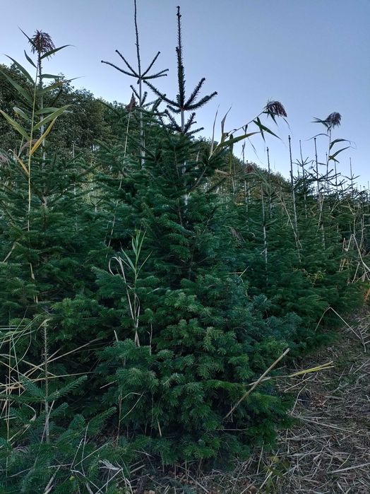 Jodła kaukaska 5 metrowe drzewa