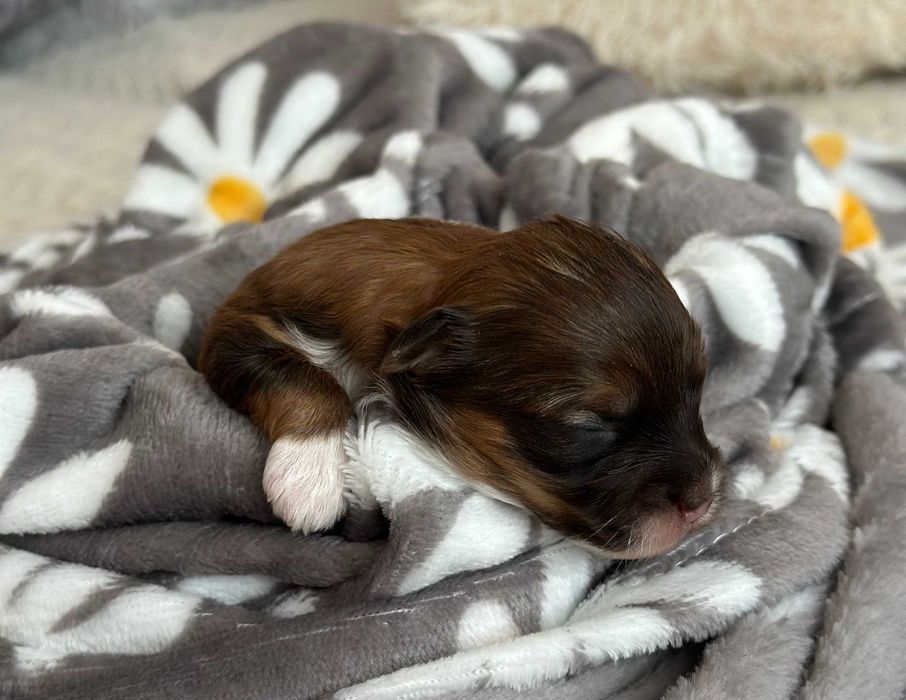 [REZERWACJA] Cudny Hawańczyk CZAKI :)