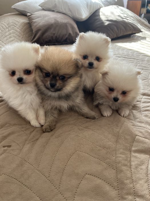 Szpic miniaturowy pomeranian piesek