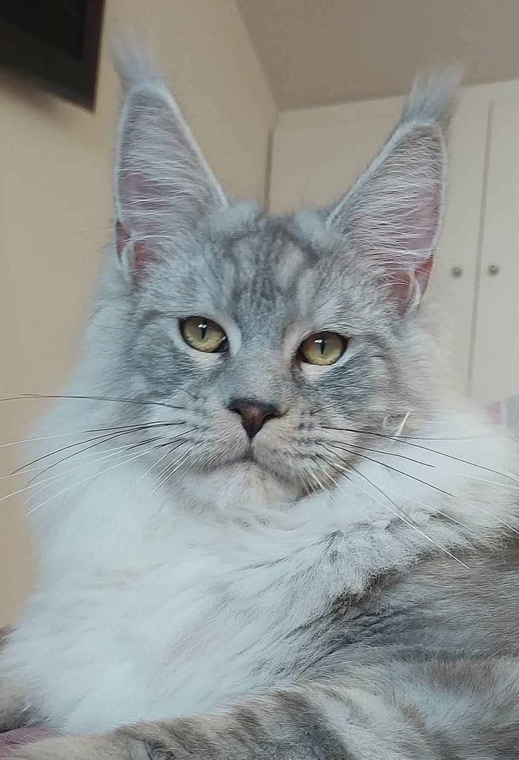 Rudo srebrzysty elegancki kocurek Maine Coon
