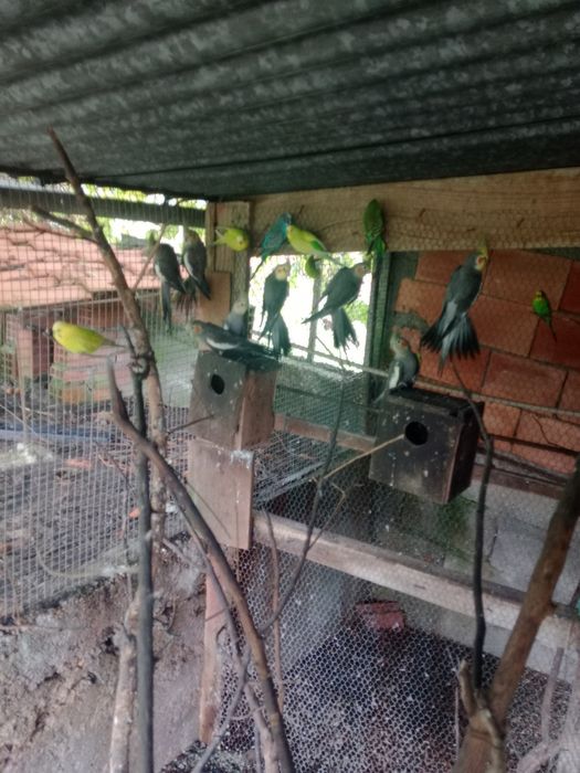 Caturras e piriquitos