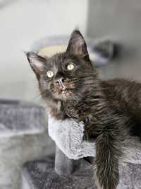 Maine coon kocur BLACKY kotek kot czarny