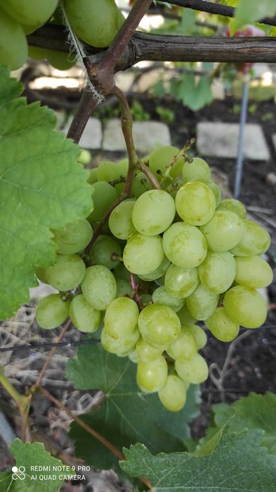 Черенки винограду