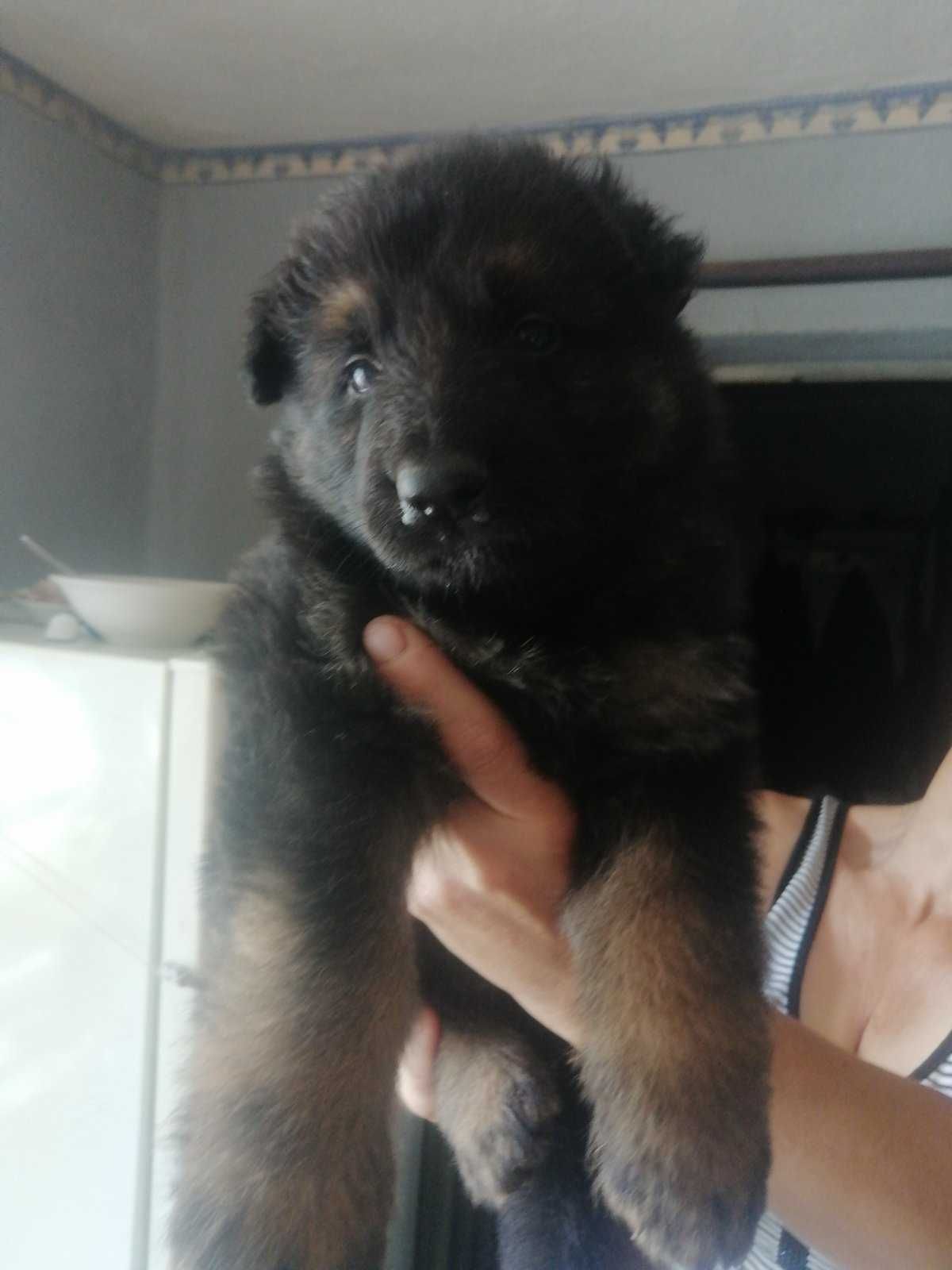 Продаю дом на два хозяина.
