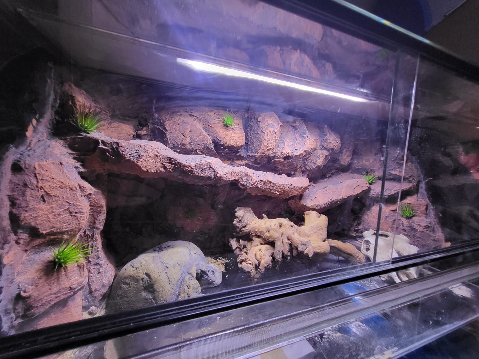 Terrarium dla gekona lamparciego