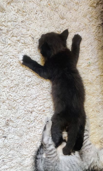 Віддам кошеня в добрі руки