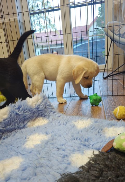 Labrador Retriever suczka, gotowa do odbioru