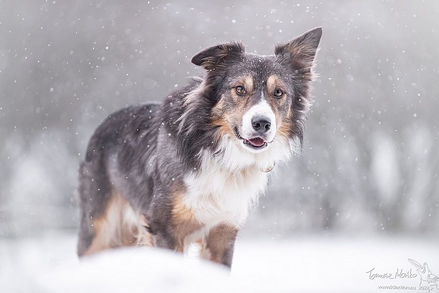 Suczka Border Collie, gotowa do odbioru