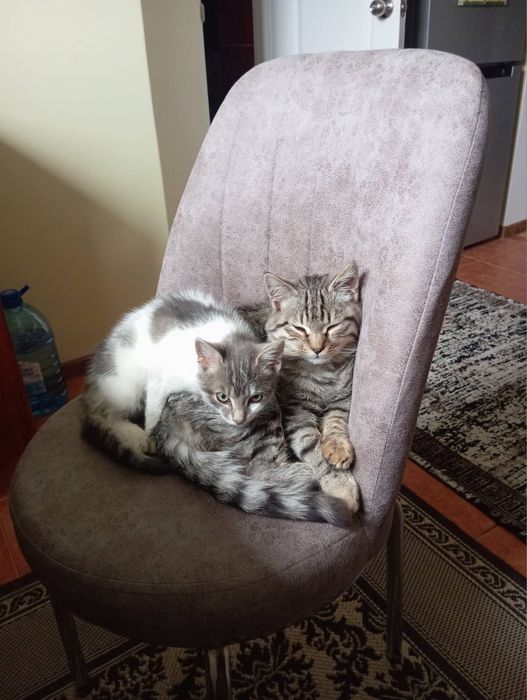 Котик в добрі руки