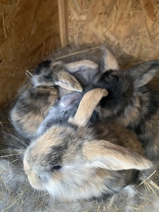 Кроленята французький баран