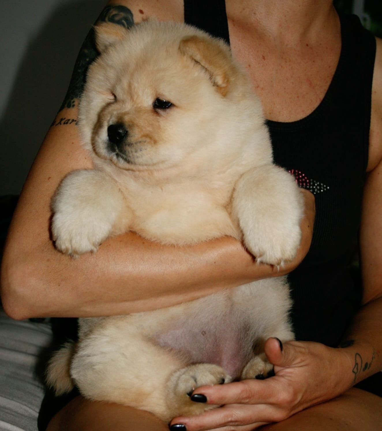 Sunia cream chow chow