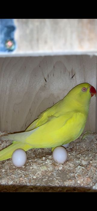 Casal Ring Neck reprodutor