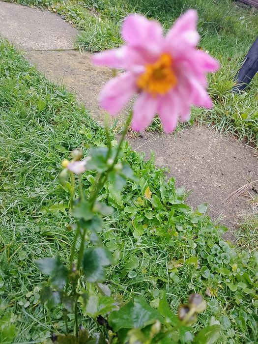 Sprzedam bylinę wieloletnią Zawilec