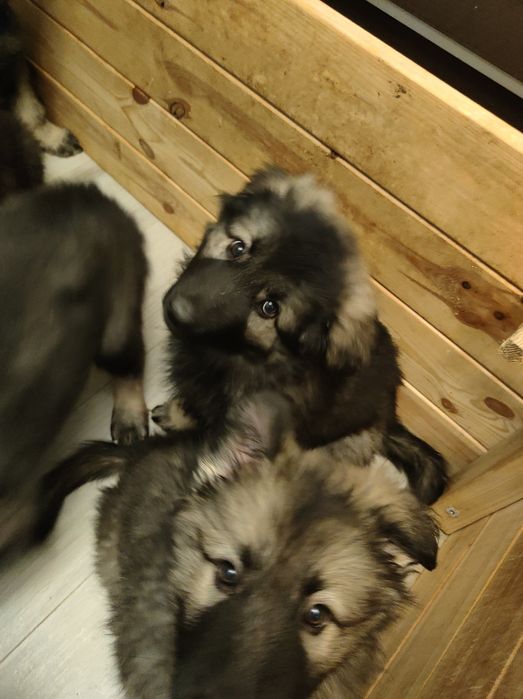 Owczarek Niemiecki Staroniemiecki suczka Fantazja