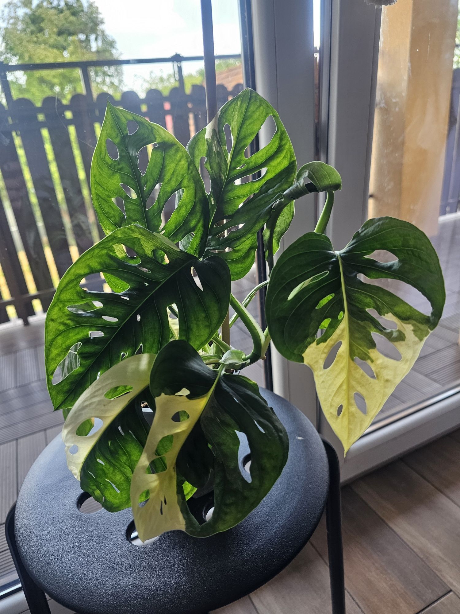 Monstera variegata adansonii