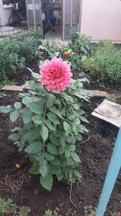 Георгины/Жоржины рассада