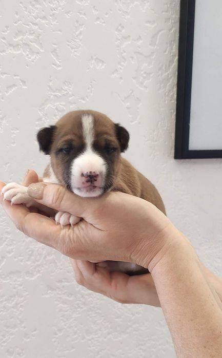 Найкращі зіркові діти басенджи