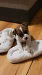 Jack Russell terier malutki piesek