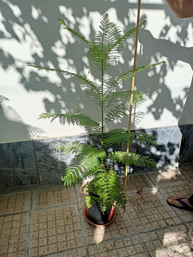 Jacarandas em vaso