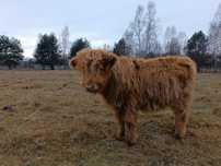 Jałówka highland cattle 7 miesięczna