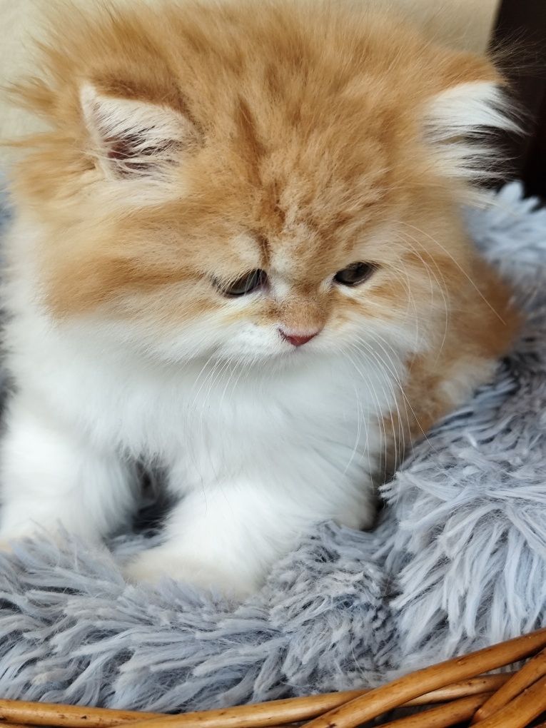 Perski rudy kocurek