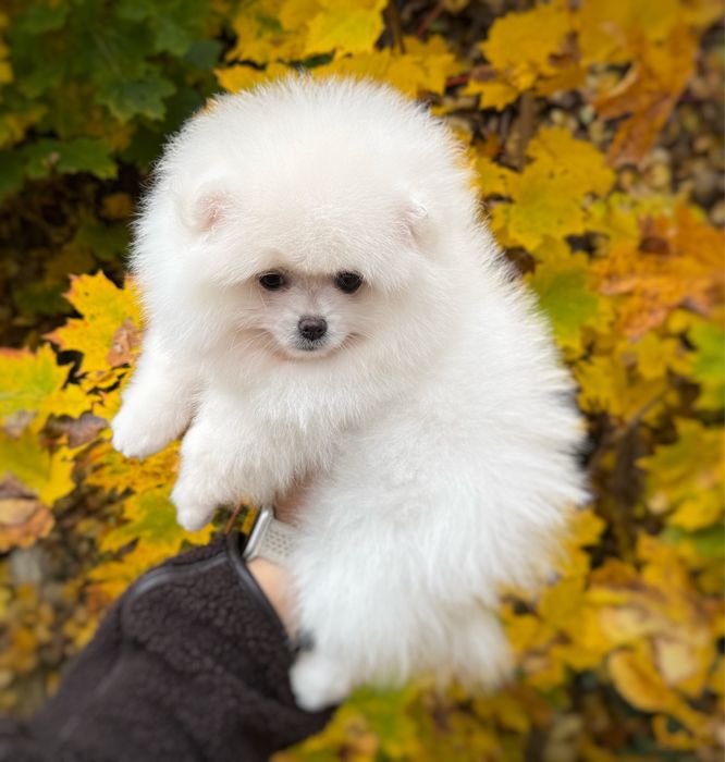 Pomeranian szpic miniaturowy Suczka Zkwp FCI MIŚ Gotowa do zmiany domu
