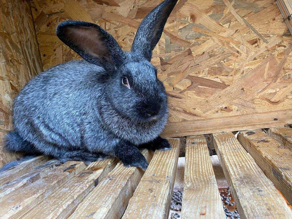 Кролі Полтавське срібло