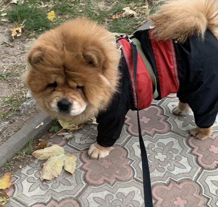 Взрослая  девочка чау чау