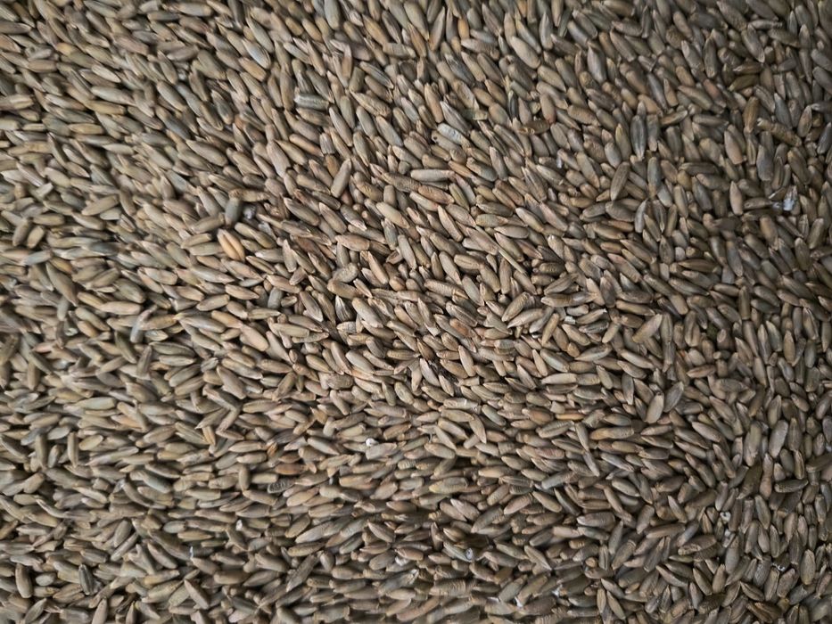 Żyto wysokorosnące, ekologiczne , nie pryskane