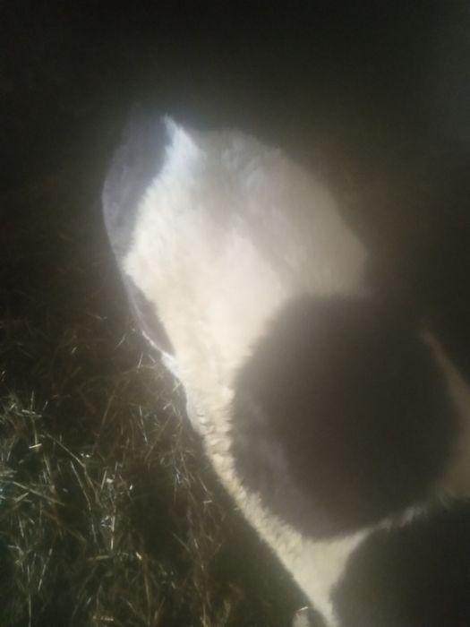 Cielęta jałówka własnego chowu