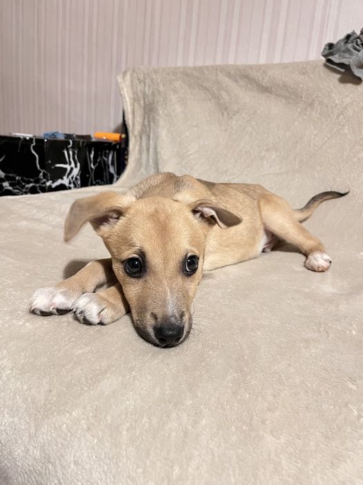 Хлопчик, дуже лагідний, орієнтований на людину в пошуках родини