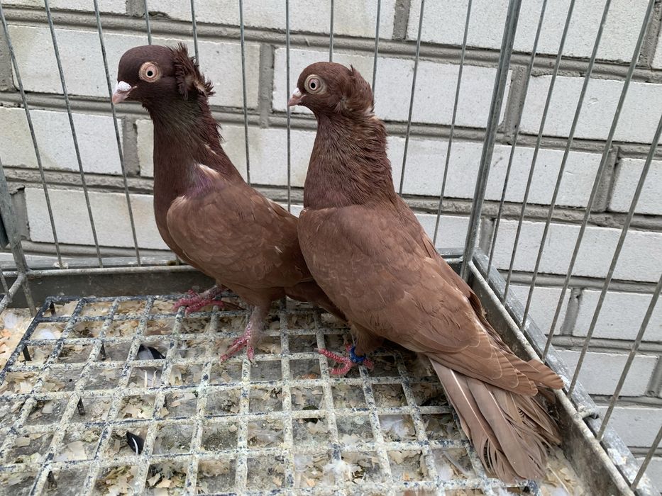 sprzedam głębie fajfry -  wywrotki