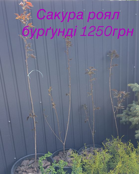 В наявності Сакура,магнолія,ялини,ялівці,туї брабант,смерека