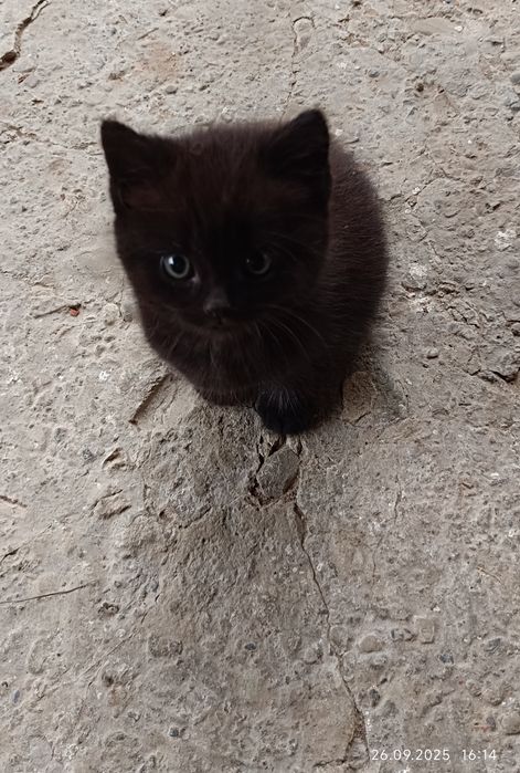 продається чорний маленький котик.