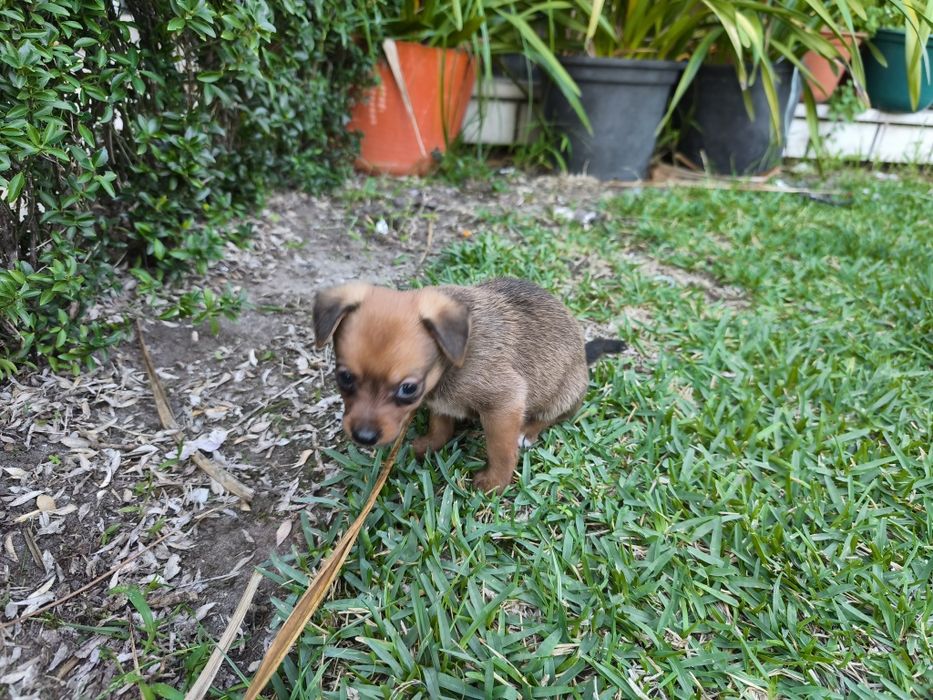 Pinscher pincher exótico miniatura criado em ambiente familiar