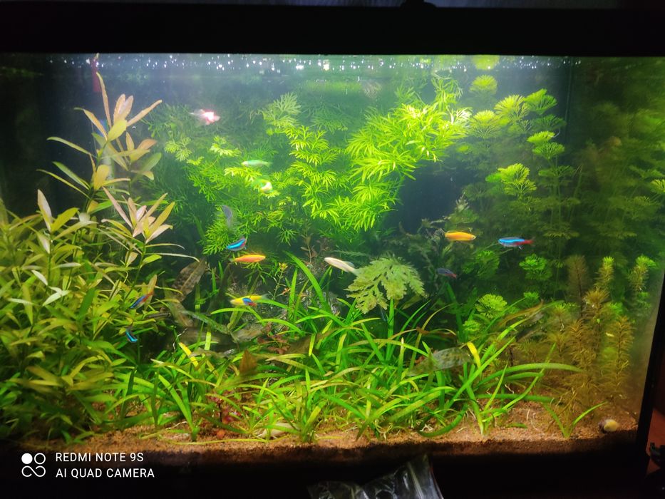 Рослини до акваріуму
